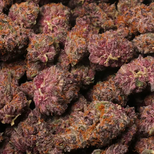 Pink Guava Weed Strain by Los Exotics