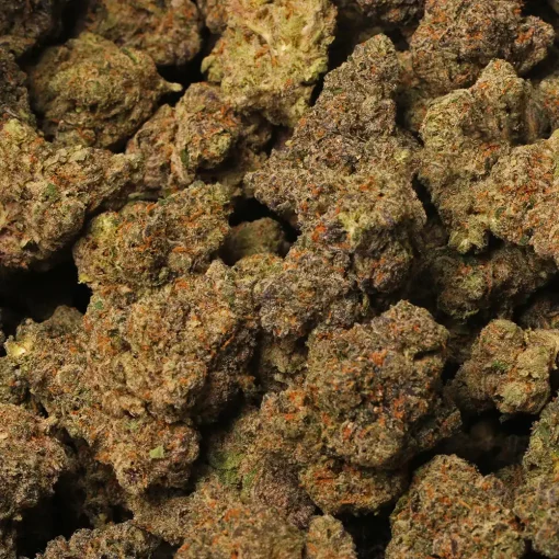 Gelato #41 Strain Marijuana Delivery in Los Angeles