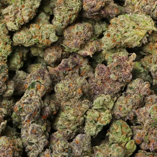 Purple Cherry Gelato Cannabis strain by LA Weeds