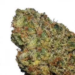 Curelato Bigs Cannabis strain by Marijuana Baba