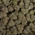 Curelato Cannabis strain by LA Weeds