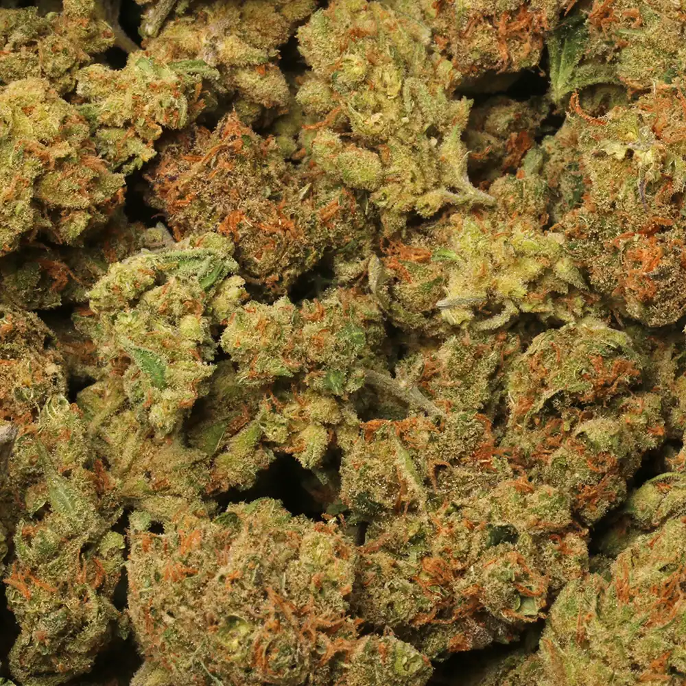 Classic Jack Strain Marijuana Delivery in Los Angeles