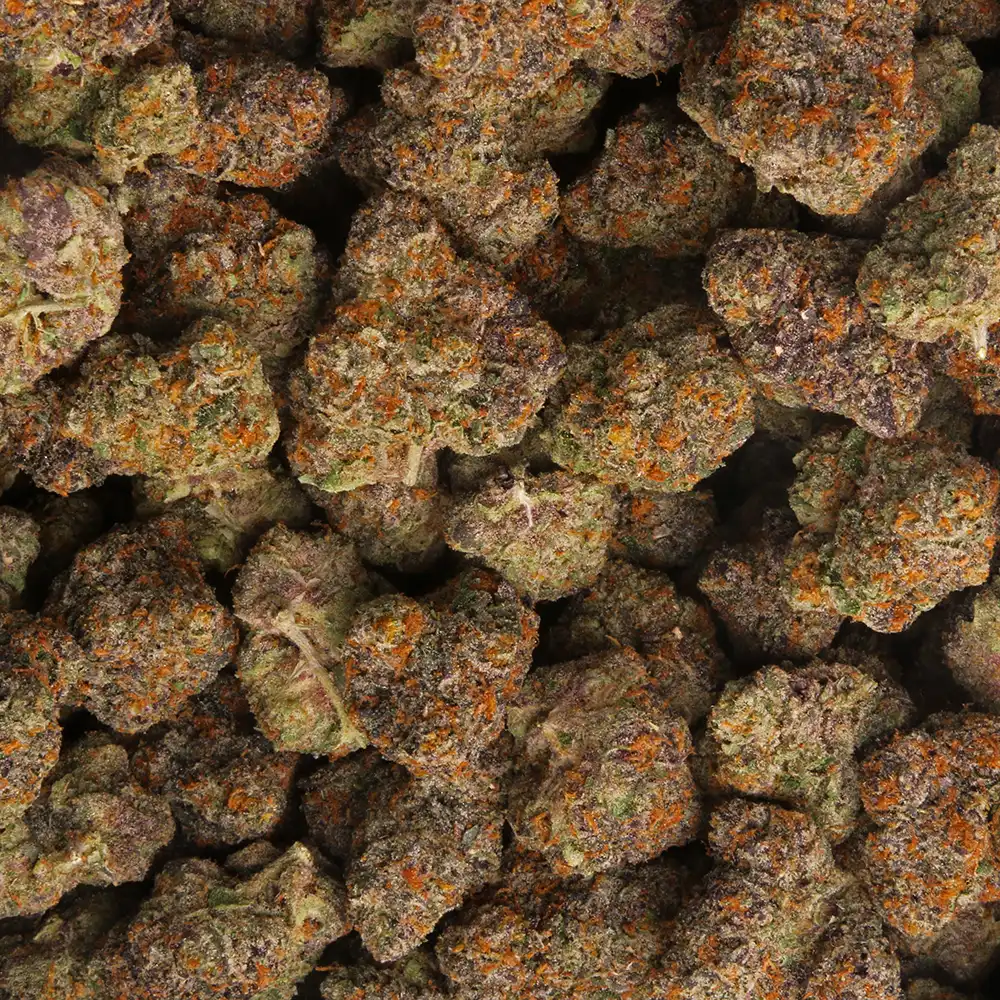 Bacio Gelato weed strain by Los Exotics