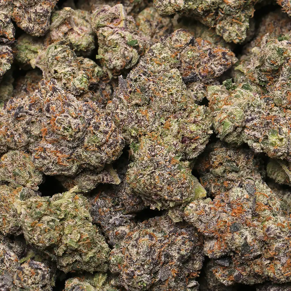 Blue Cherry Gelato weed strain by Los Exotics