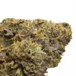 Sherbanger Cannabis Strain by Los Exotics