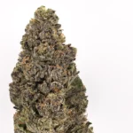 Doja Pak LCG x The Original Z cannabis strain by Los Exotics
