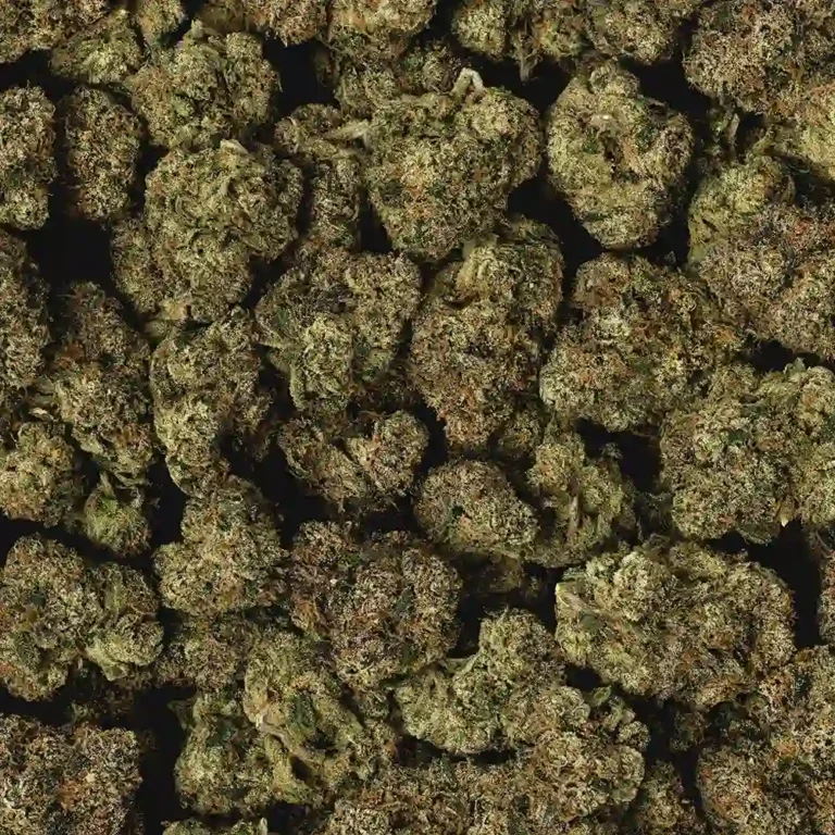 Purple Afghani Cannabis strain by LA Weeds