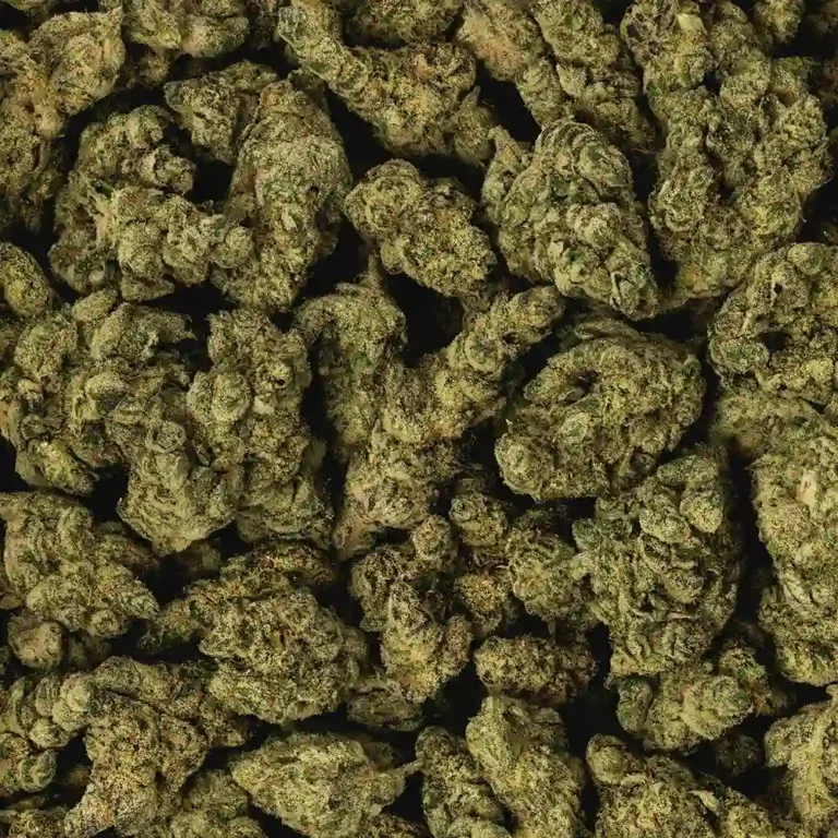 Orange Crush Cannabis strain by Los Exotics