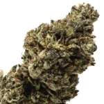 Monte Carlo Cannabis strain by Los Exotics