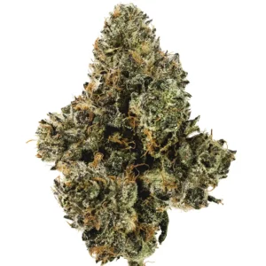 Black Cherry Gelato
